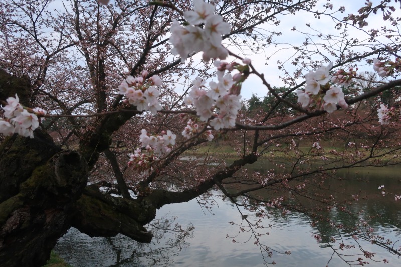 Mazo Itohさんの板柳町ふるさとセンター 青柳館 ふるさと温泉のサ活写真