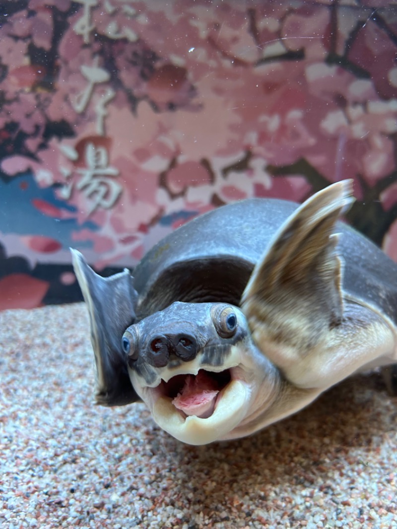 mooookoさんの松本湯のサ活写真