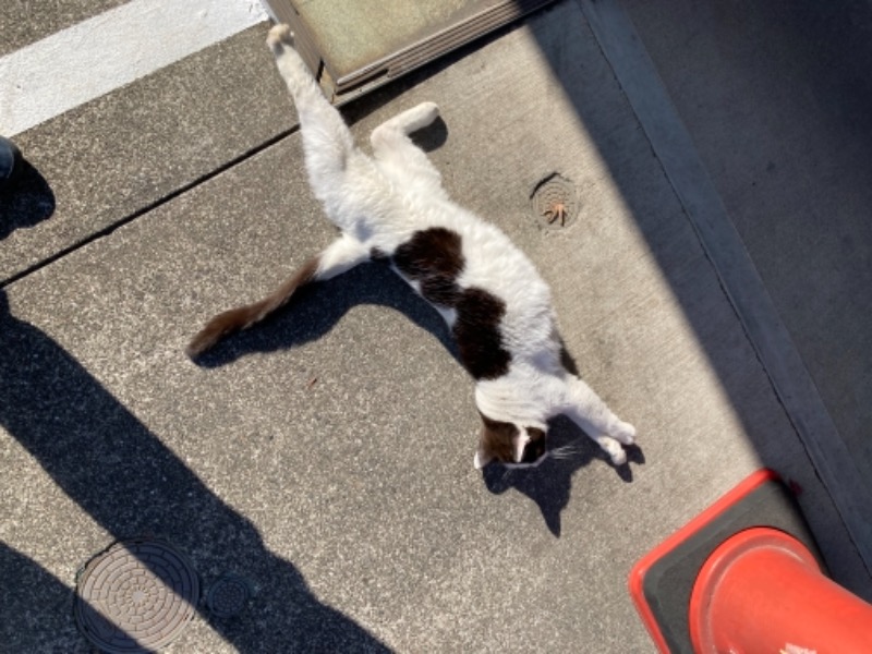 でこぽんさんのヌルヌル有田温泉のサ活写真