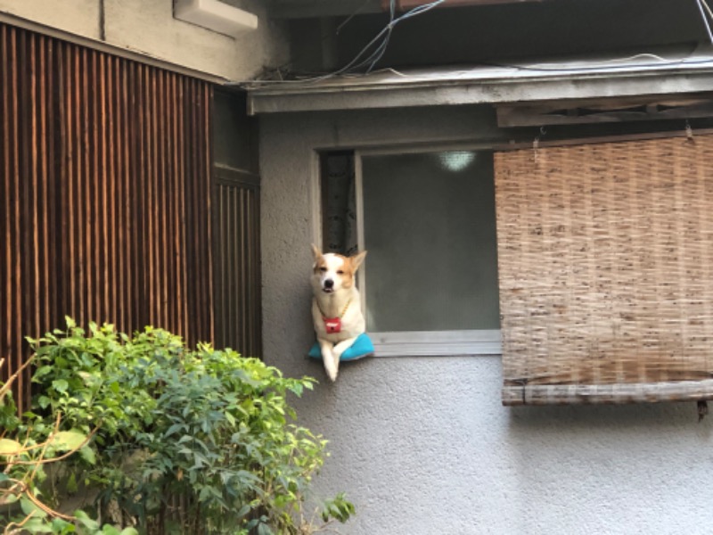 ドックパッチさんのひなたの湯のサ活写真