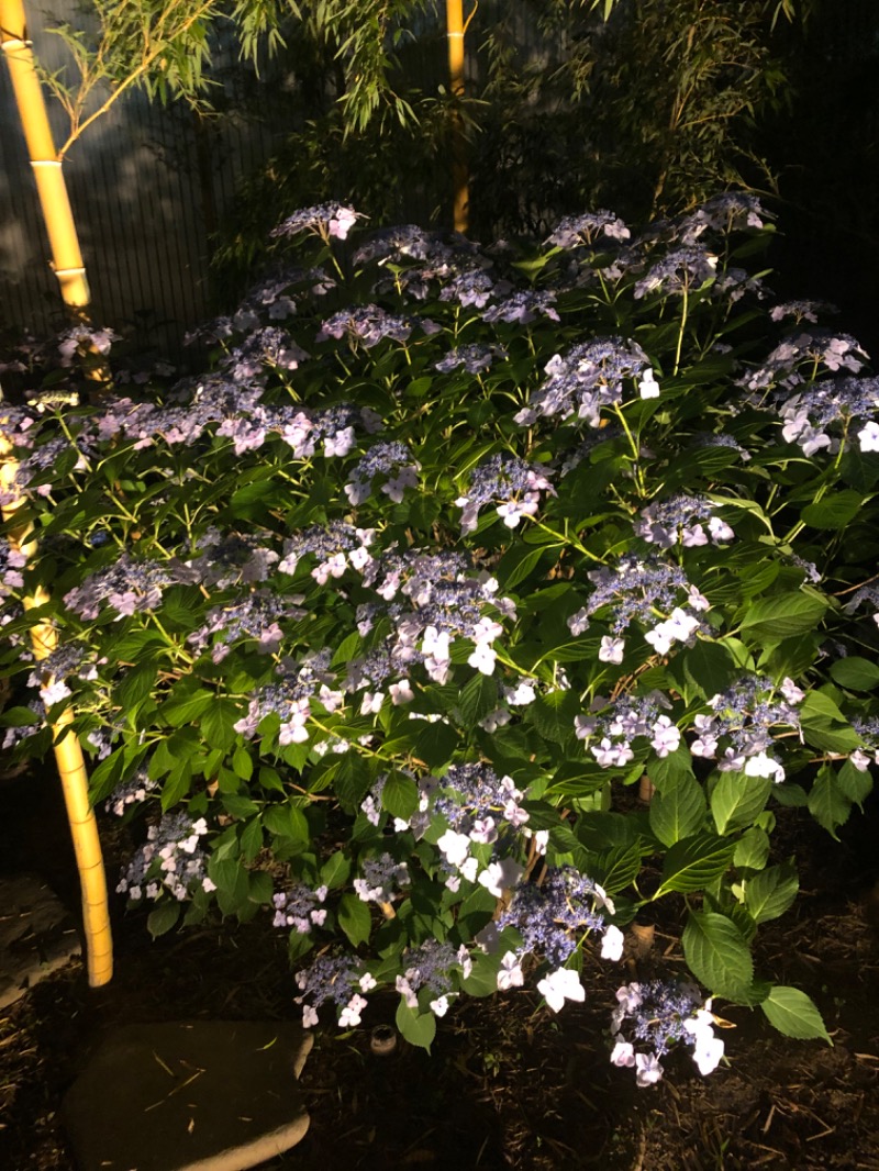 よしきさんの湯の華銭湯 瑞祥 松本館のサ活写真