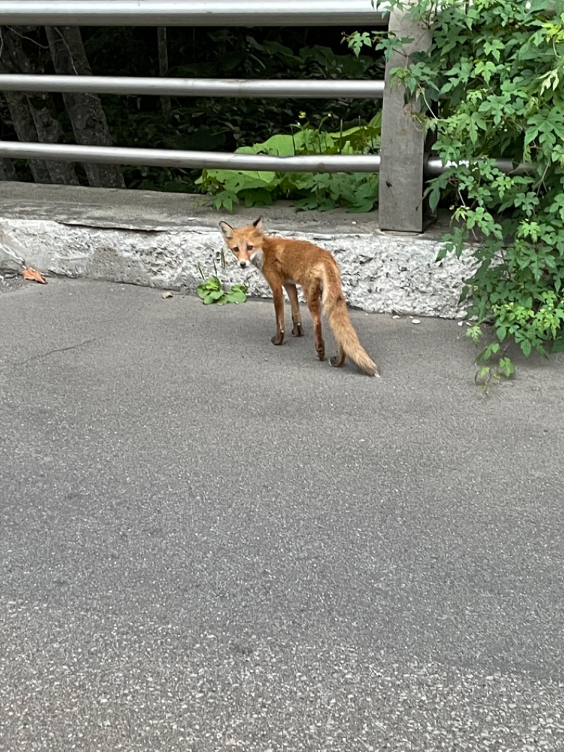 ネクステージさんの芦別温泉 おふろcafé 星遊館 (芦別温泉スターライトホテル)のサ活写真