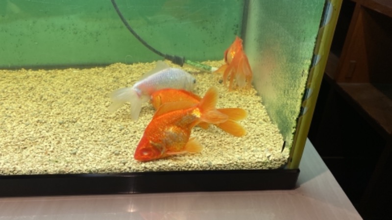 こーじさんの金城温泉元湯のサ活写真