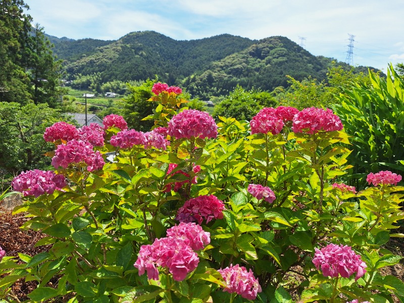いちこさんの見奈良天然温泉 利楽のサ活写真