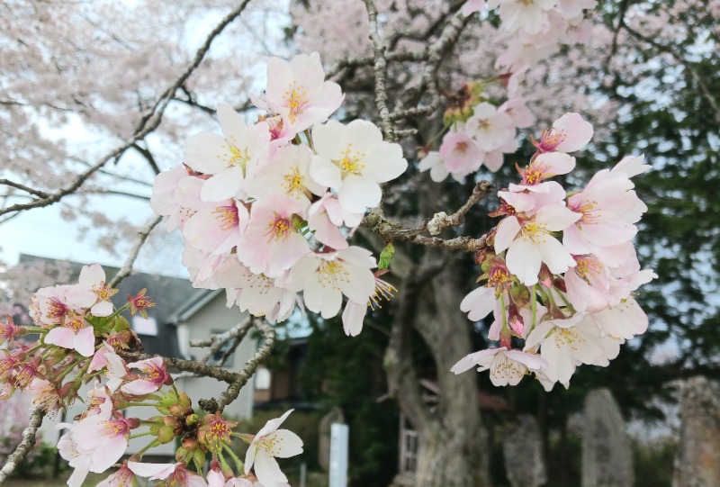 あいこねこさんの一関温泉 山桜桃の湯のサ活写真