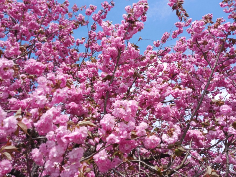 あいこねこさんの延年閣のサ活写真