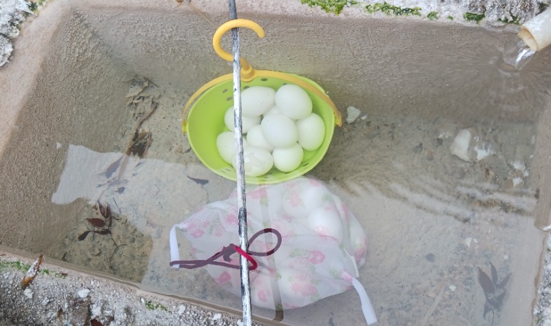 あいこねこさんの鳴子温泉 旅館すがわらのサ活写真