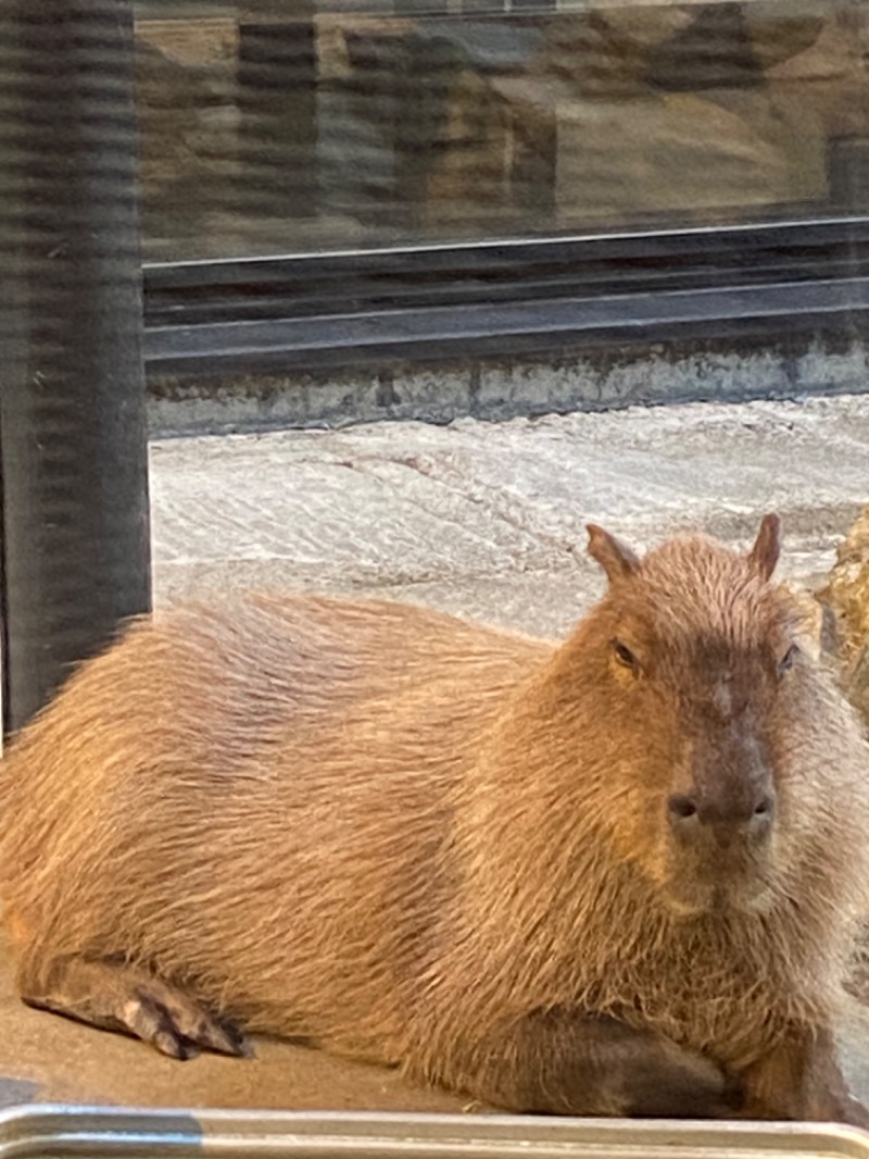 ととのえ足軽さんの石狩天然温泉 番屋の湯のサ活写真