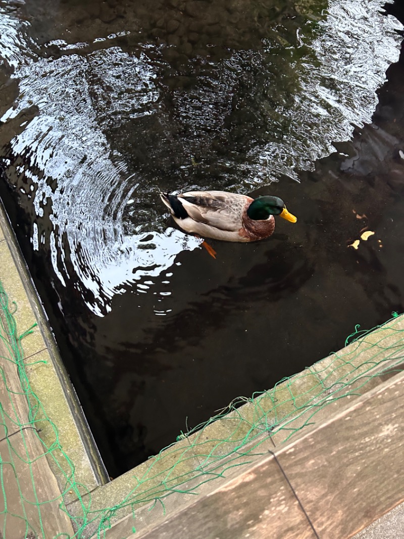 竹ひご先輩さんの遠州 みなみの湯のサ活写真