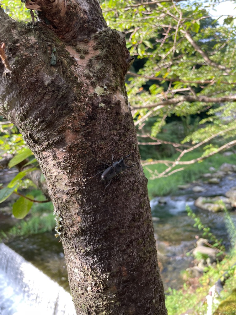 虫親父さんの箱根湯本温泉 天成園のサ活写真