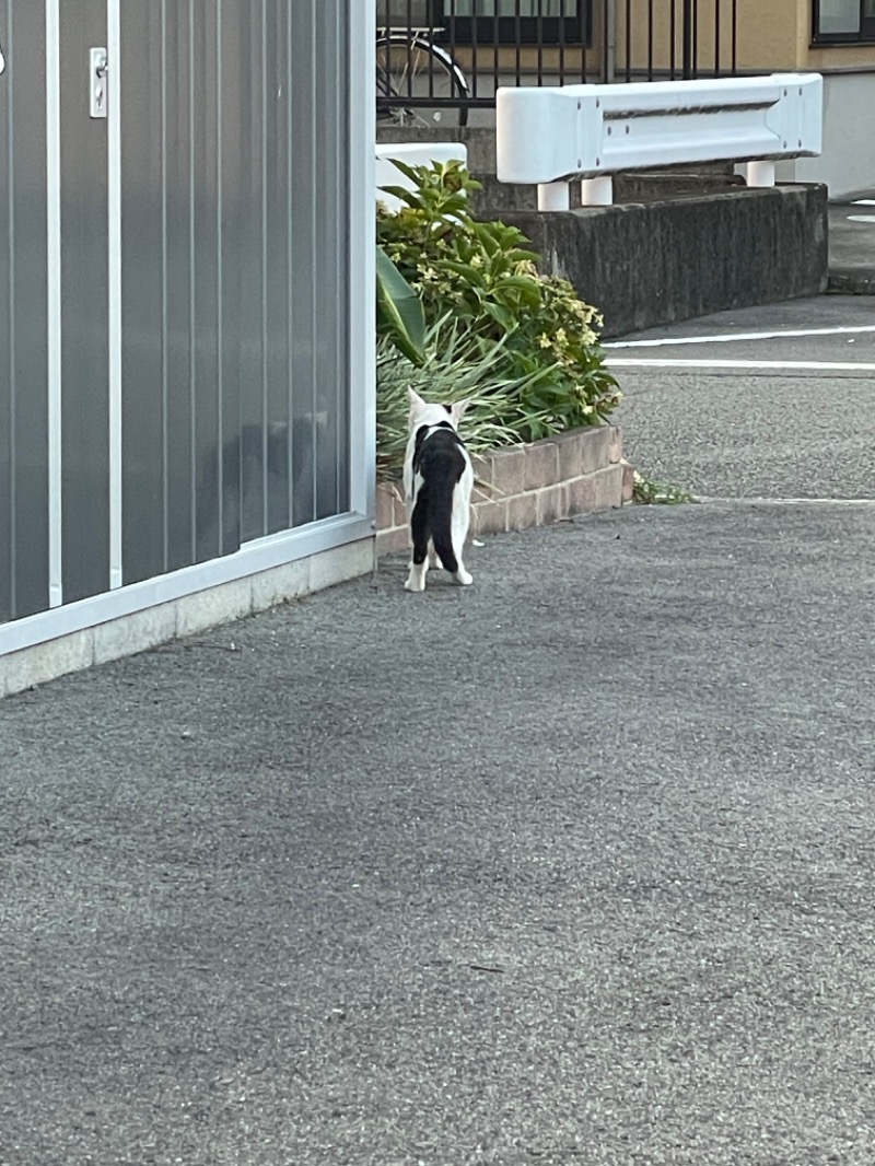 紅鮭さんの媛彦温泉のサ活写真