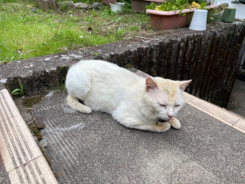 TK(神奈川）さんの白鳥温泉下湯のサ活写真