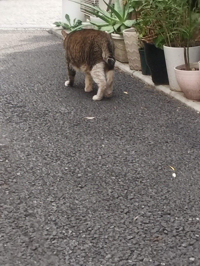 へむさんのCOCOFURO たかの湯のサ活写真