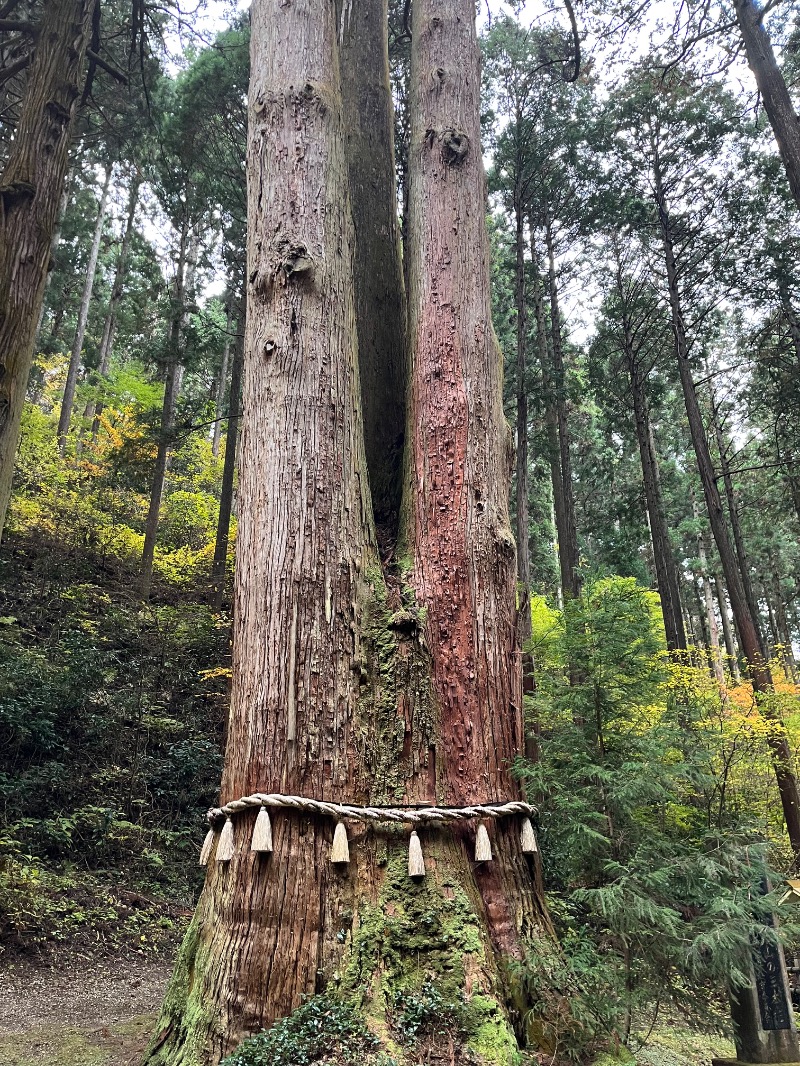 みゃーびさんのホテル日立プラザのサ活写真