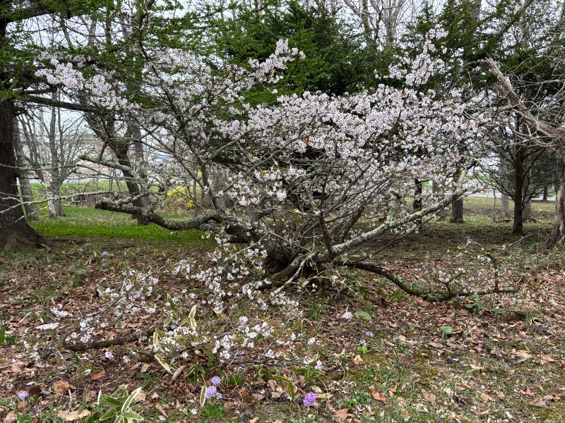 Mr.Qさんの浜中町ふれあい交流・保養センター 霧多布温泉 ゆうゆのサ活写真