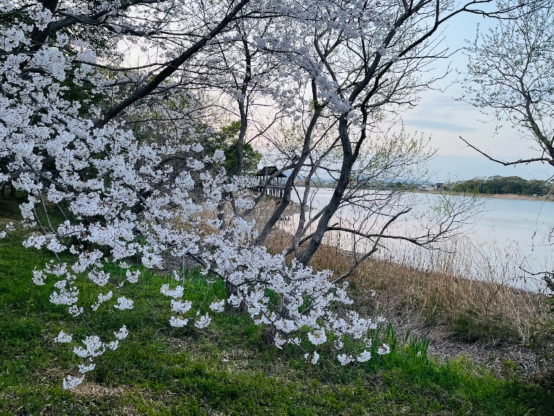 まつりんごさんの野天風呂 あかねの湯 加古川店のサ活写真