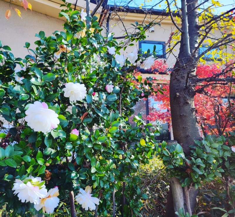 よーこさんの極楽湯 松崎店のサ活写真