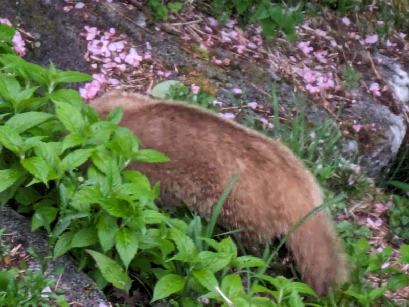 孤高のちゃん丁目㌧トゥ広場で乾杯をさんの夏虫のお湯っこのサ活写真