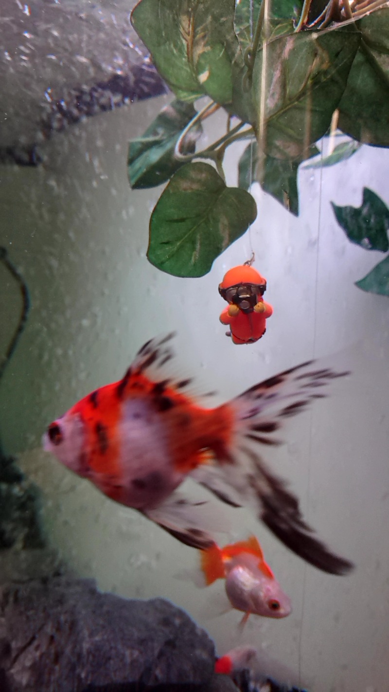 湯ーキャンスマイルさんのまるた屋温泉 西方の湯のサ活写真