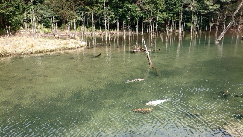 湯ーキャンスマイルさんの一の俣温泉グランドホテルのサ活写真