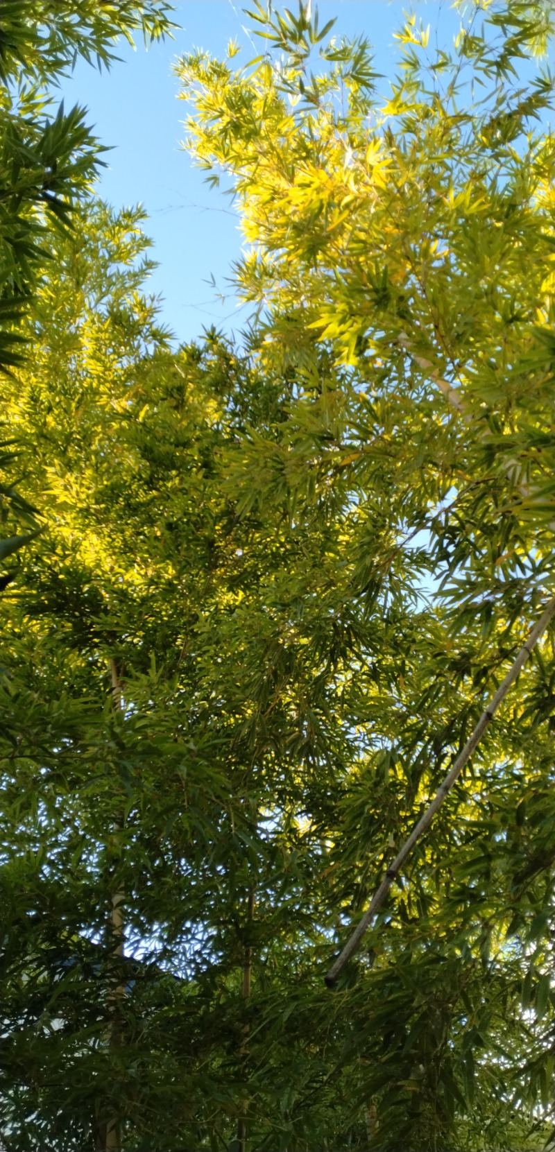 kentaroさんの湯の華銭湯 瑞祥 松本館のサ活写真