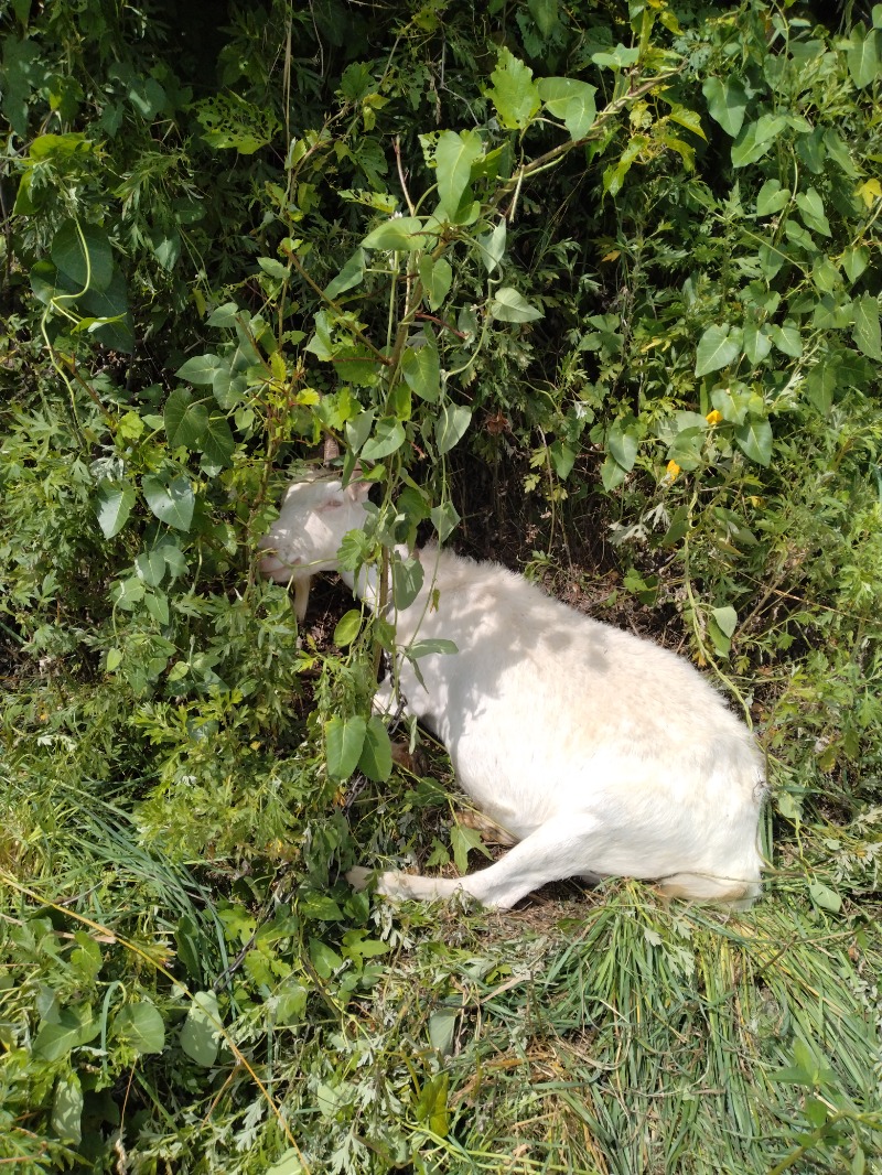 kentaroさんの熊ノ沢温泉のサ活写真