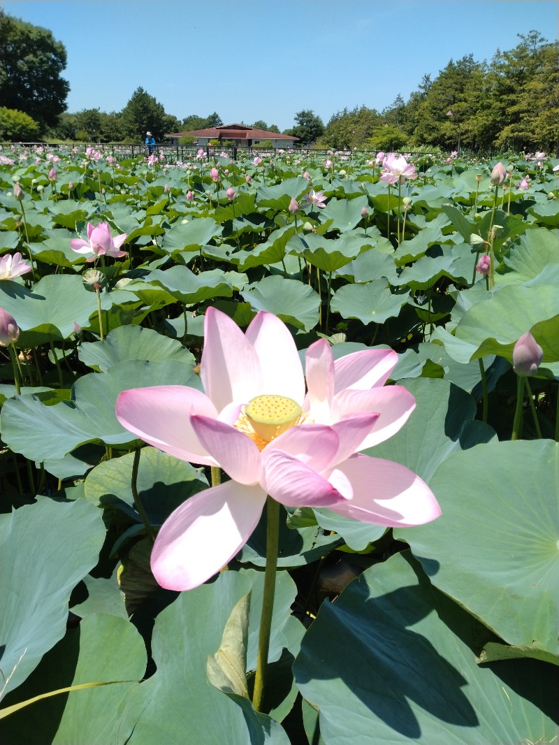 kentaroさんの金町湯のサ活写真