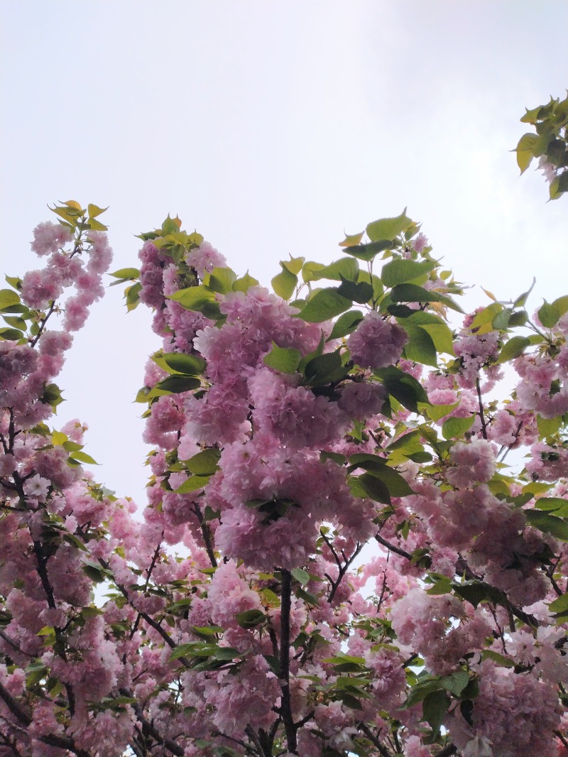 kentaroさんのしずの湯 相模原のサ活写真