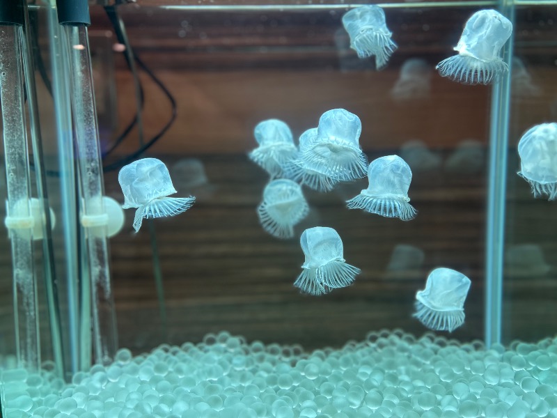 Hiro♨︎さんの石狩の湯 ドーミーインPREMIUM札幌のサ活写真