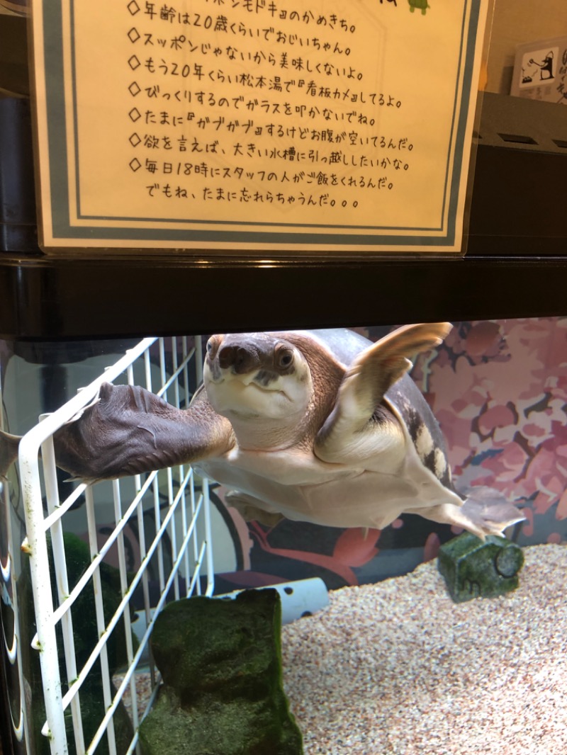 ととの海ちゃん🌊さんの松本湯のサ活写真