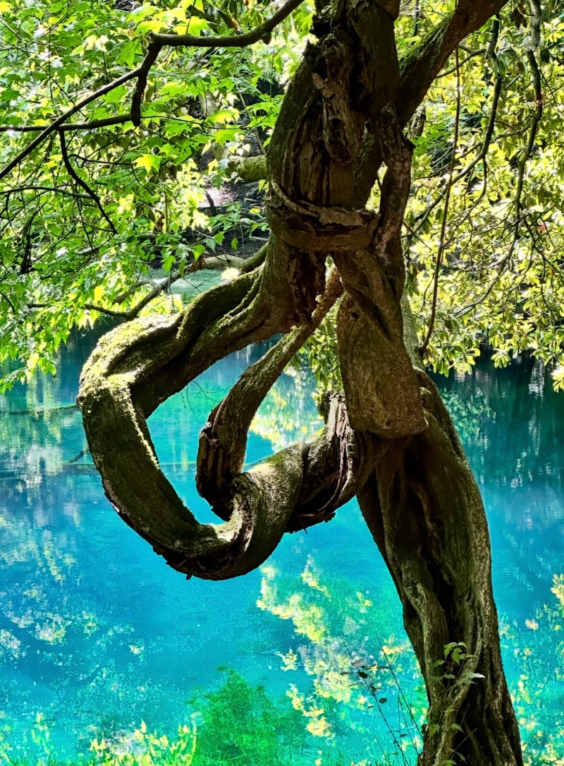 クッキーさんの金浦温泉・学校の栖のサ活写真