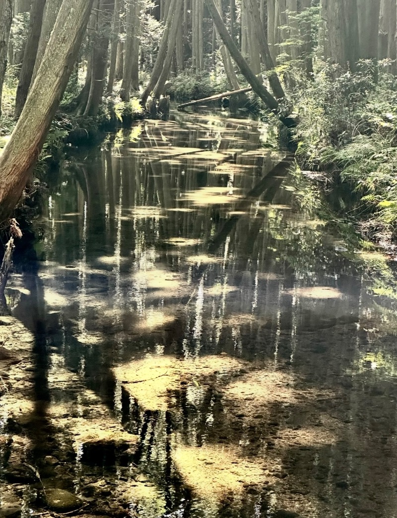 クッキーさんの金浦温泉・学校の栖のサ活写真