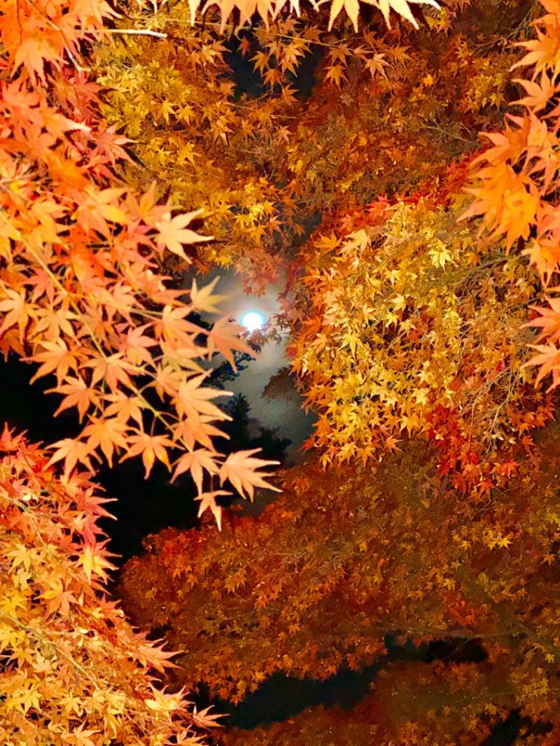 クッキーさんの高畠町太陽館のサ活写真