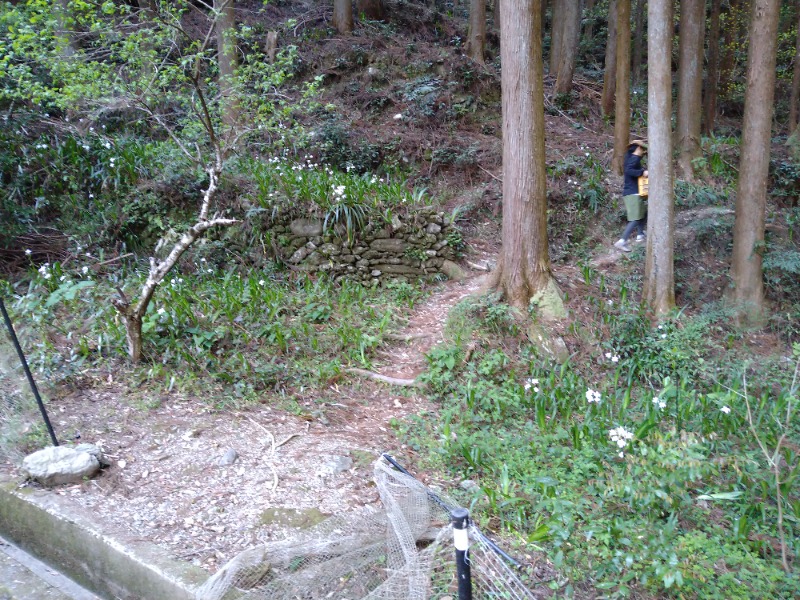 Gunsyuさんの森のサウナのサ活写真