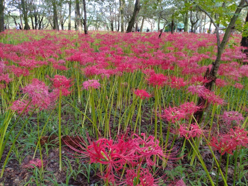 耳目さんの竜泉寺の湯 八王子みなみ野店のサ活写真