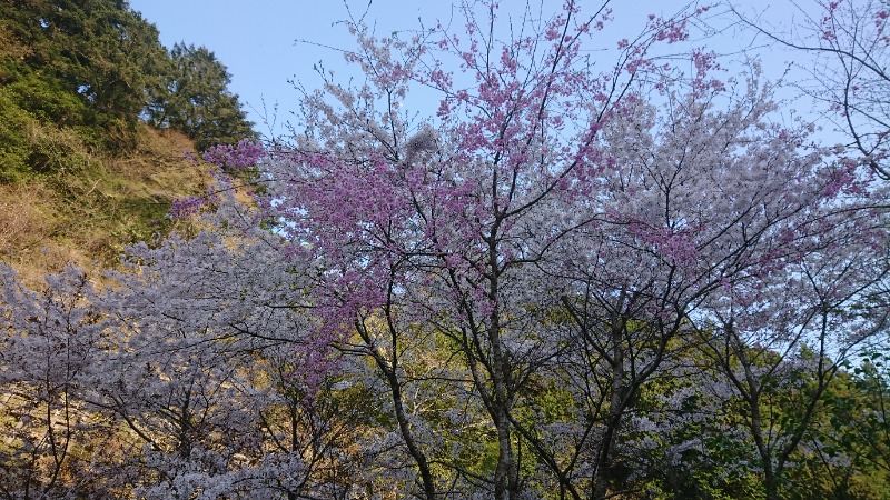 まささんの生涯青春の湯 つるつる温泉のサ活写真