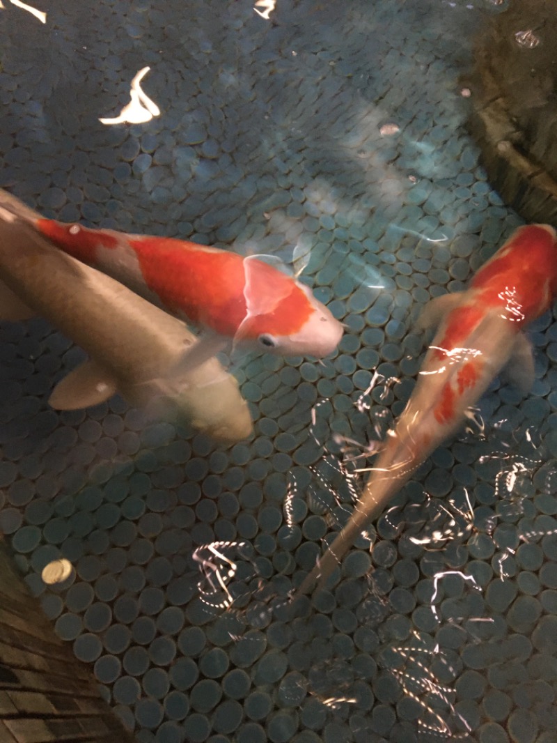 サウナスキさんの夢の公衆浴場 五色のサ活写真