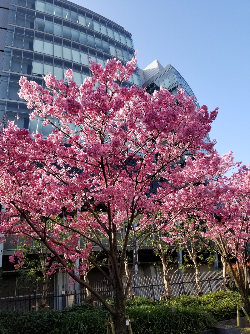 SkypeTeamsZoomWebEXさんの伝馬の湯 ドーミーインPREMIUM東京小伝馬町のサ活写真