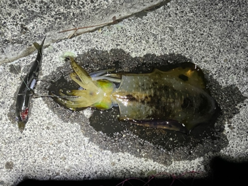 ドックパッチさんの下賀茂温泉 銀の湯会館のサ活写真