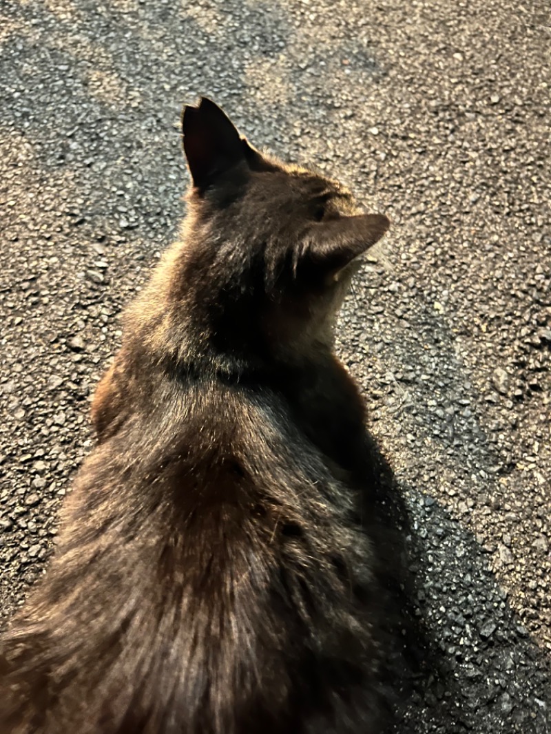 𝕊𝕆ℕ𝕆𝕂𝕆さんの新朝日温泉のサ活写真