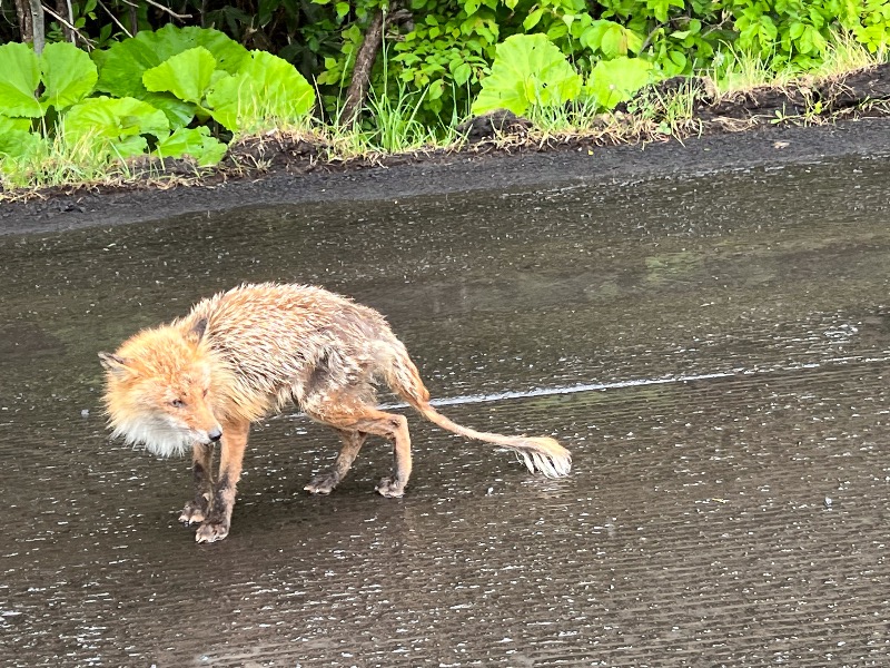 倉敷サウナー📷さんの定山渓万世閣ホテルミリオーネのサ活写真