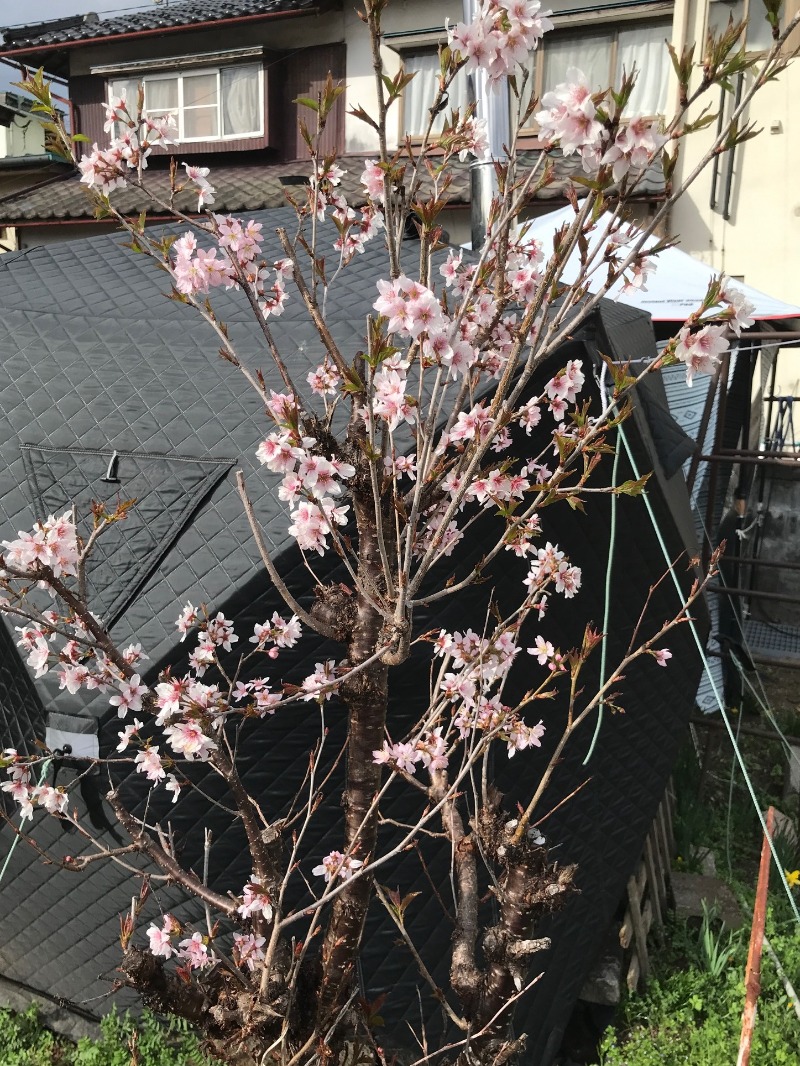 黒猫finkさんの信州まつかわ温泉 清流苑のサ活写真