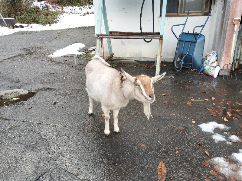 ちろさんの知内温泉のサ活写真