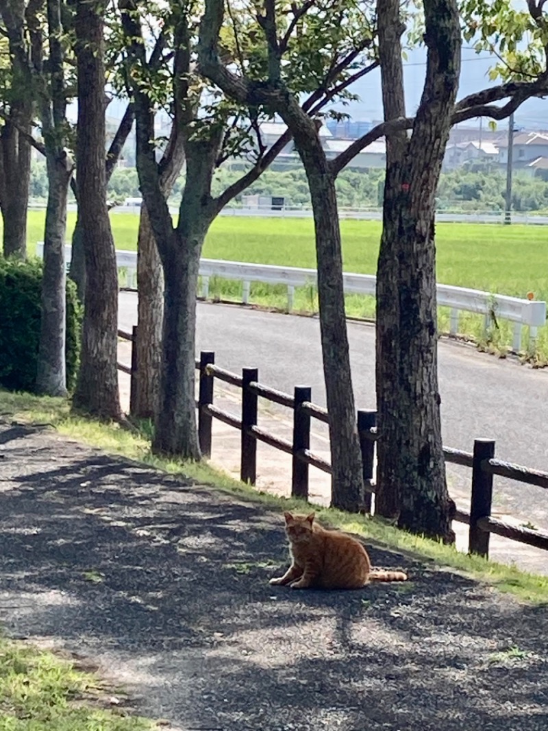 でこぽんさんの伊都の湯どころのサ活写真