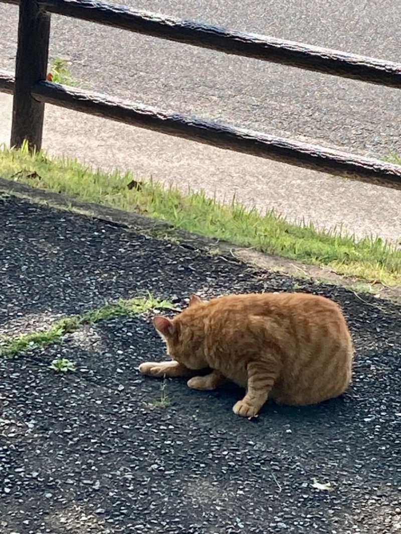 でこぽんさんの伊都の湯どころのサ活写真