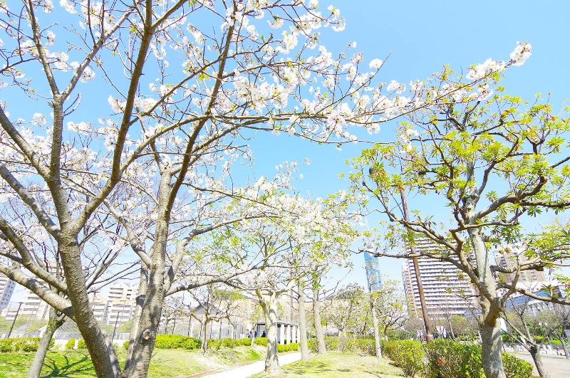 でこぽんさんのふくの湯 花畑店のサ活写真