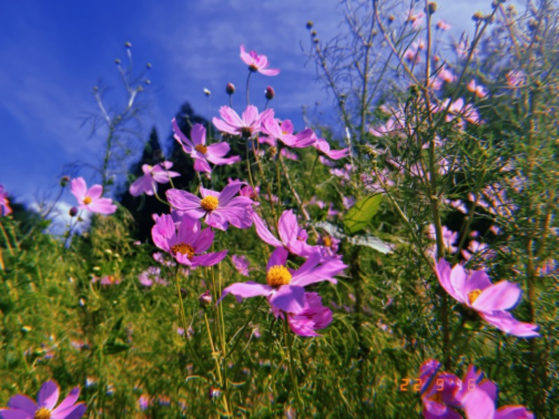 にゃぴたろうさんの花笠温泉 ふくの湯のサ活写真