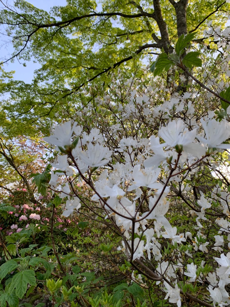 ゆき🍄さんのTJK箱根の森のサ活写真