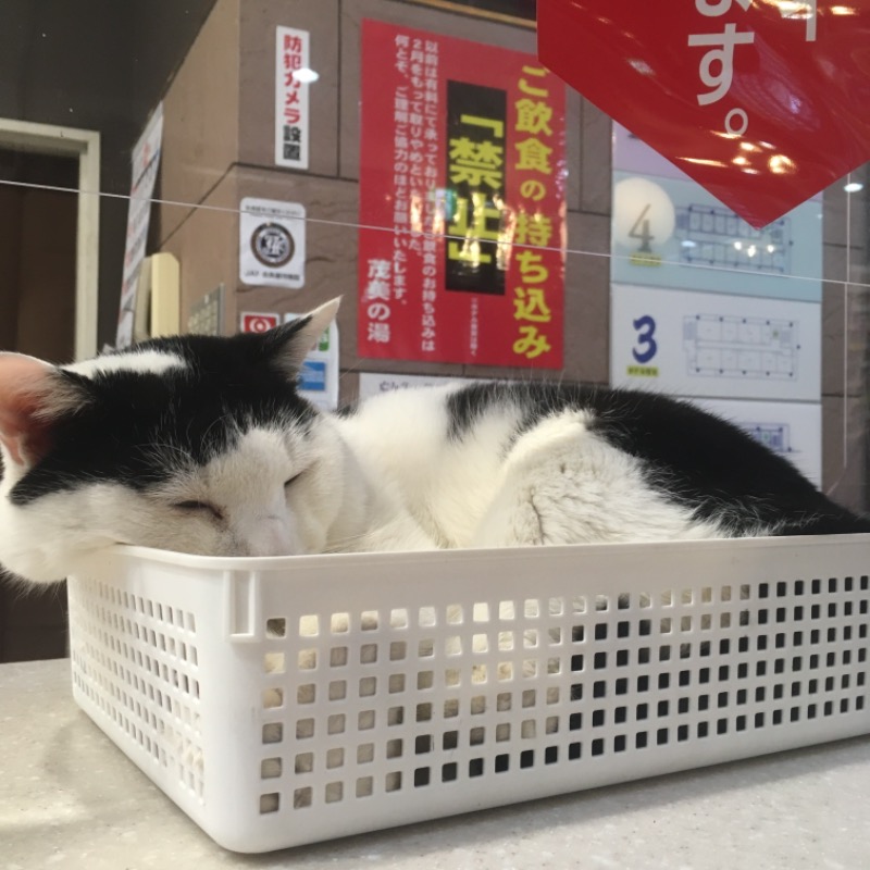 まめちゃんさんの行田・湯本天然温泉 茂美の湯のサ活写真