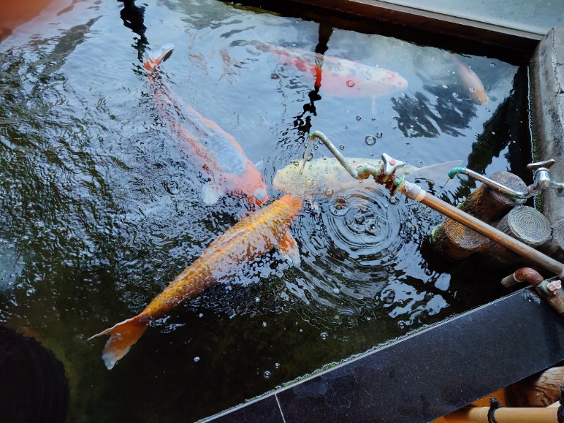 ♨️サ吉さんの花園温泉のサ活写真
